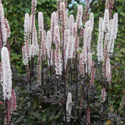 Actaea simplex 'Brunette'. A cluster of tall, slender flower spikes with white to pale pink blossoms rising above dark green to nearly black foliage in a garden setting.