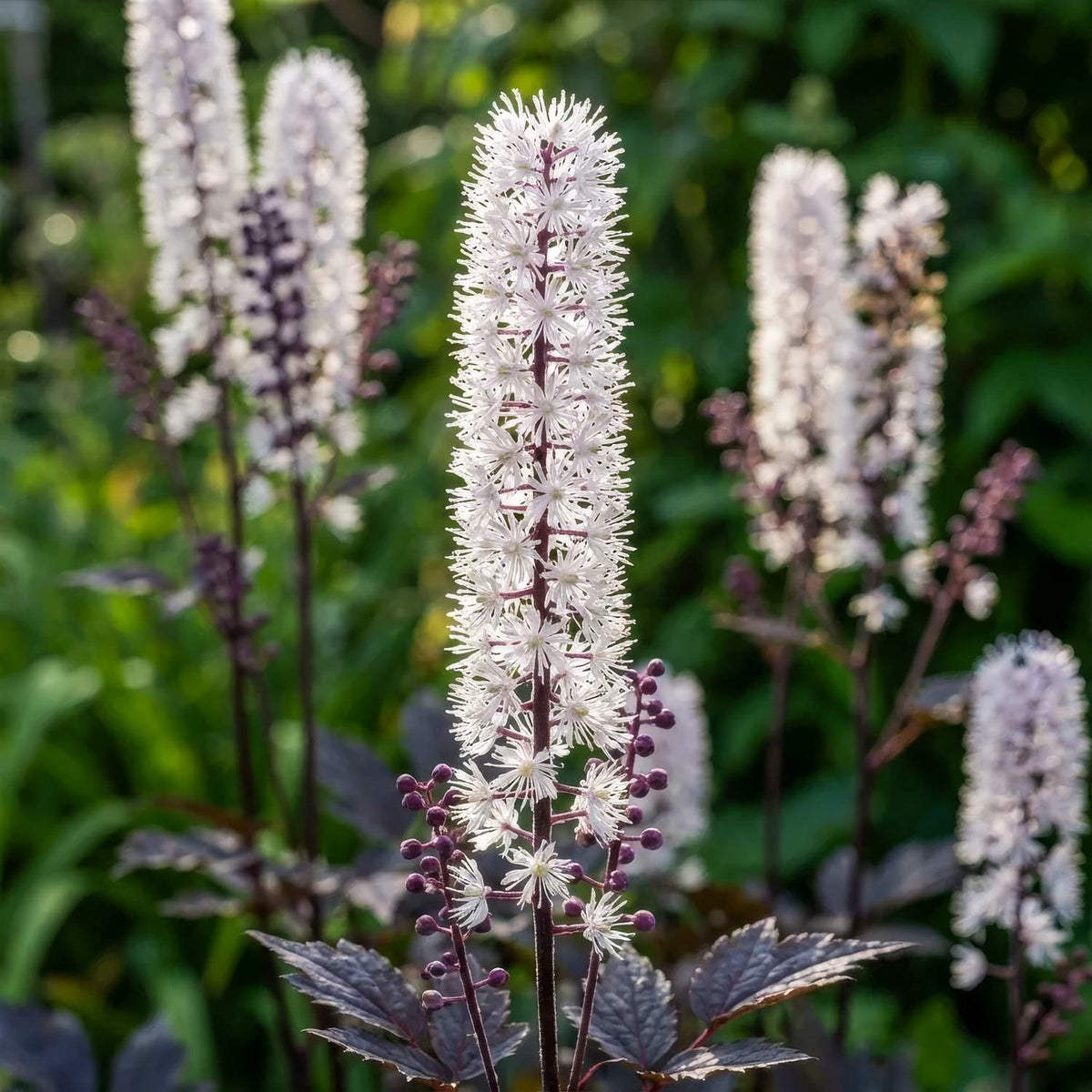 Actaea simplex 'Brunette'