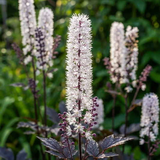 Actaea simplex 'Brunette'