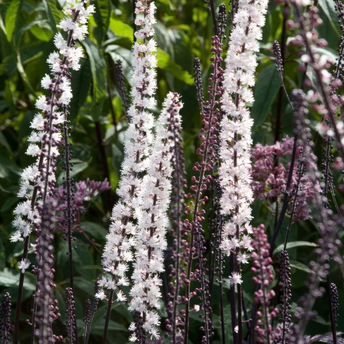 Actaea simplex 'Brunette'