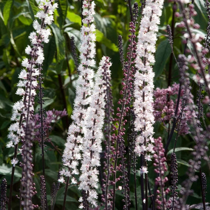 Actaea simplex 'Brunette'