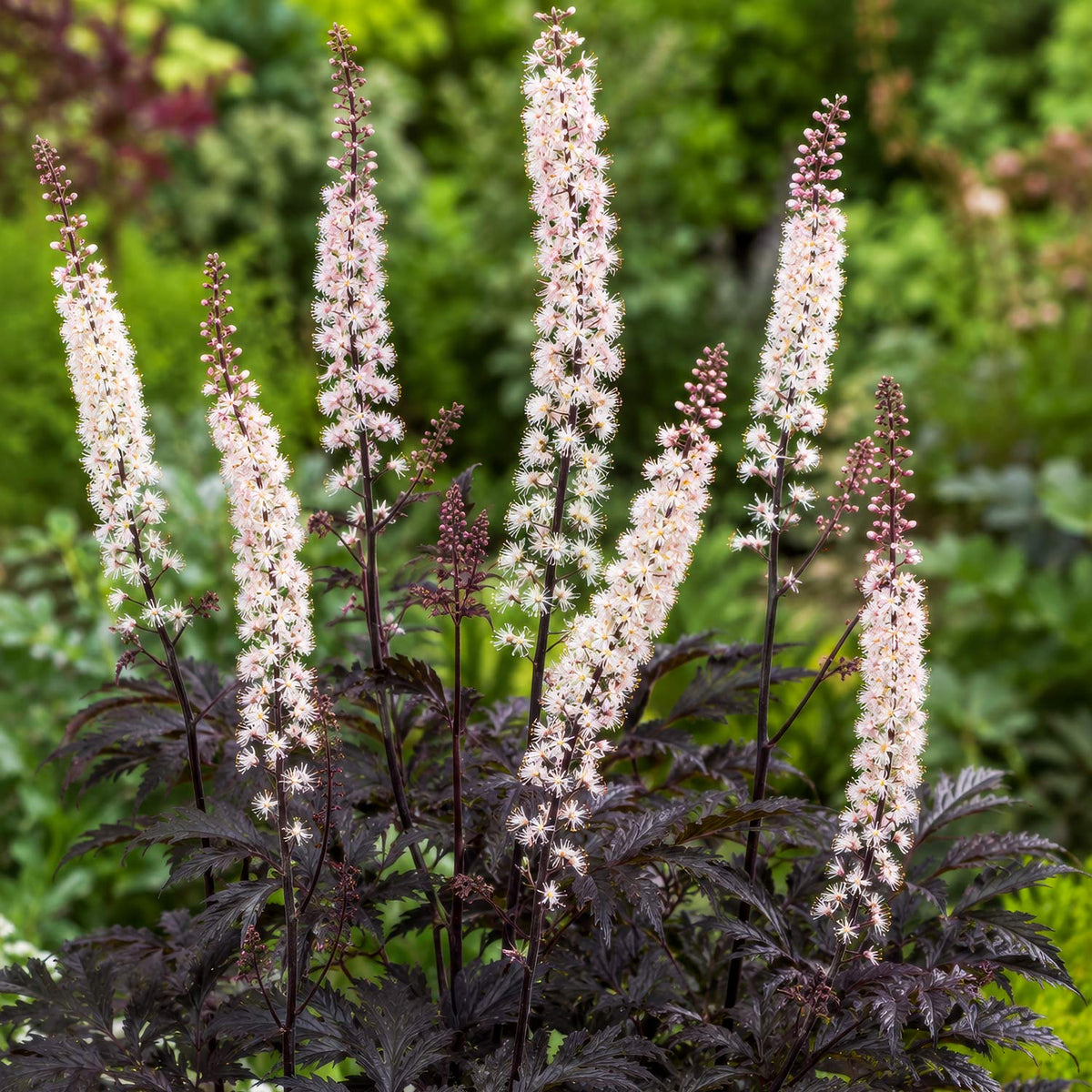 Actaea simplex 'Brunette'