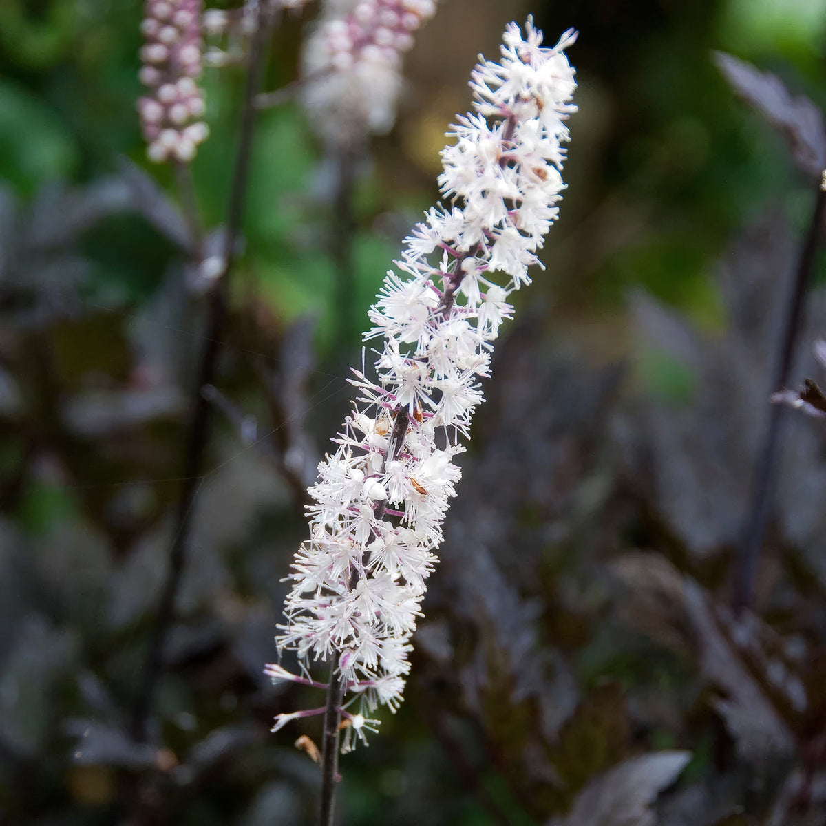 Actaea simplex 'Brunette'