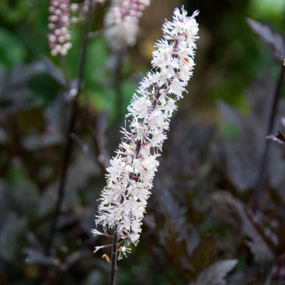 Actaea simplex 'Brunette'