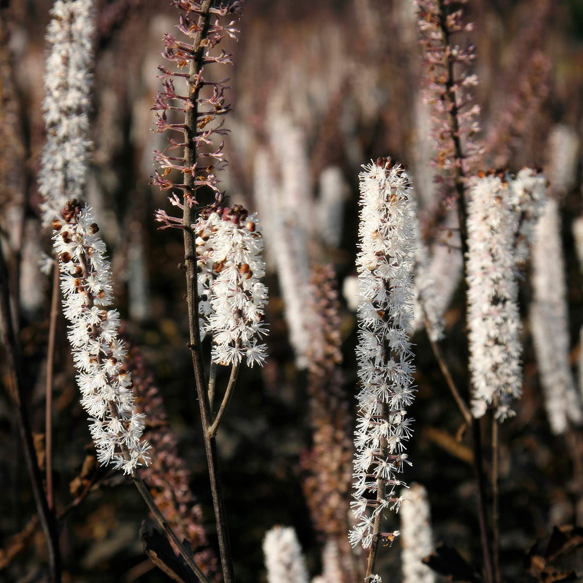 Actaea simplex 'Brunette'