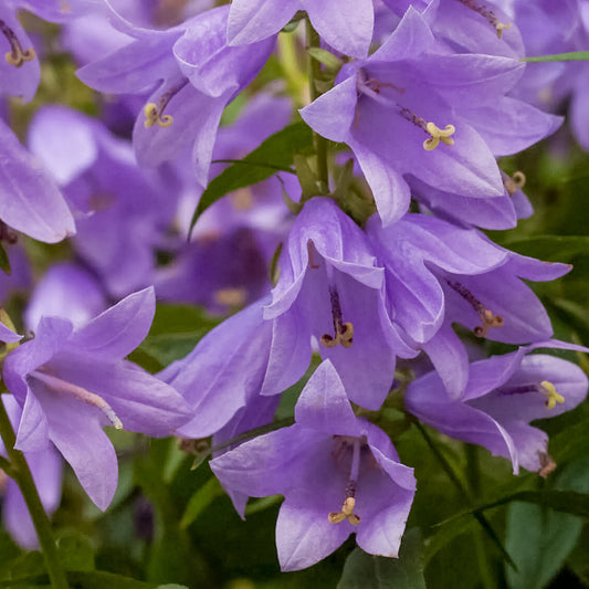 Adenophora 'Gaudi Violet'