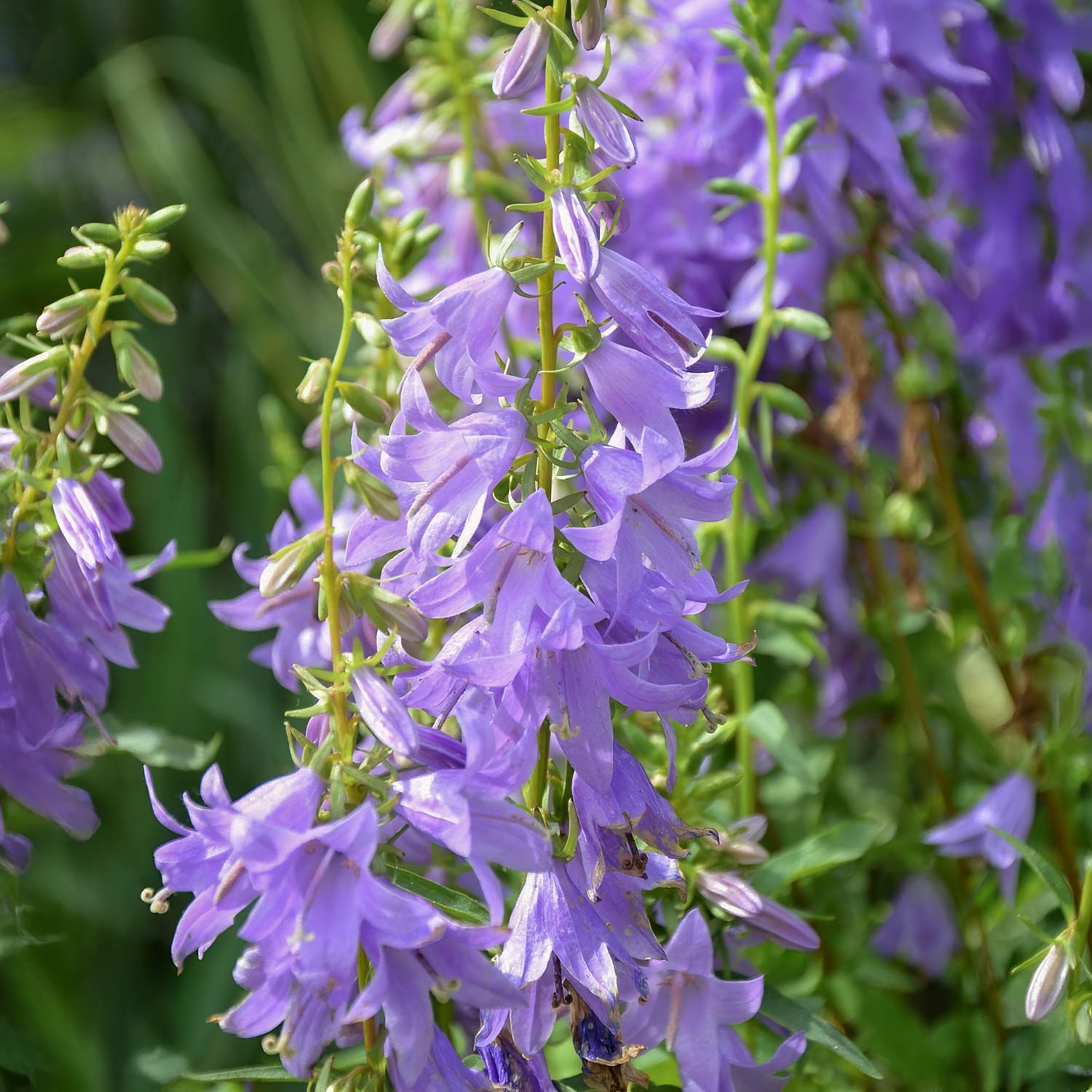 Adenophora 'Gaudi Violet'