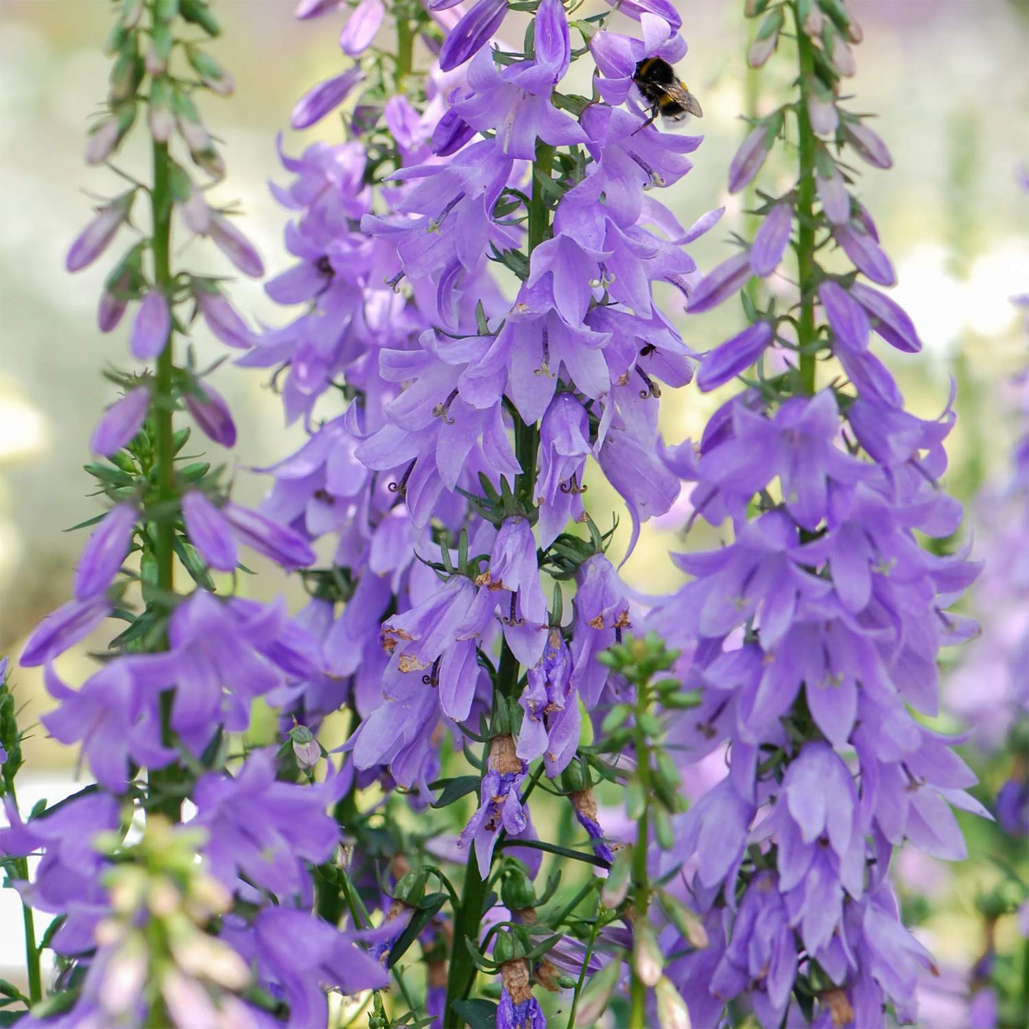 Adenophora 'Gaudi Violet'