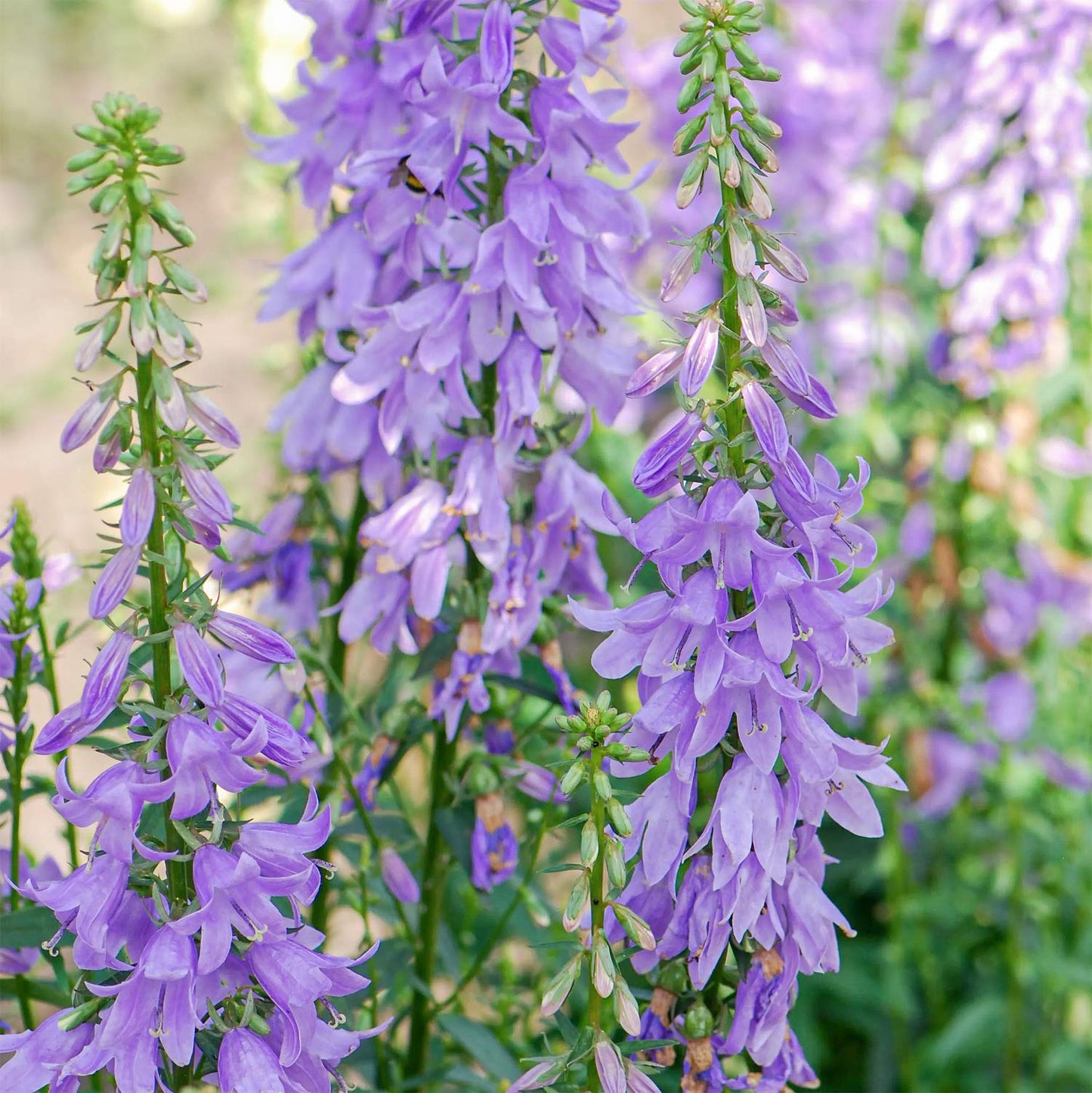 Adenophora 'Gaudi Violet'