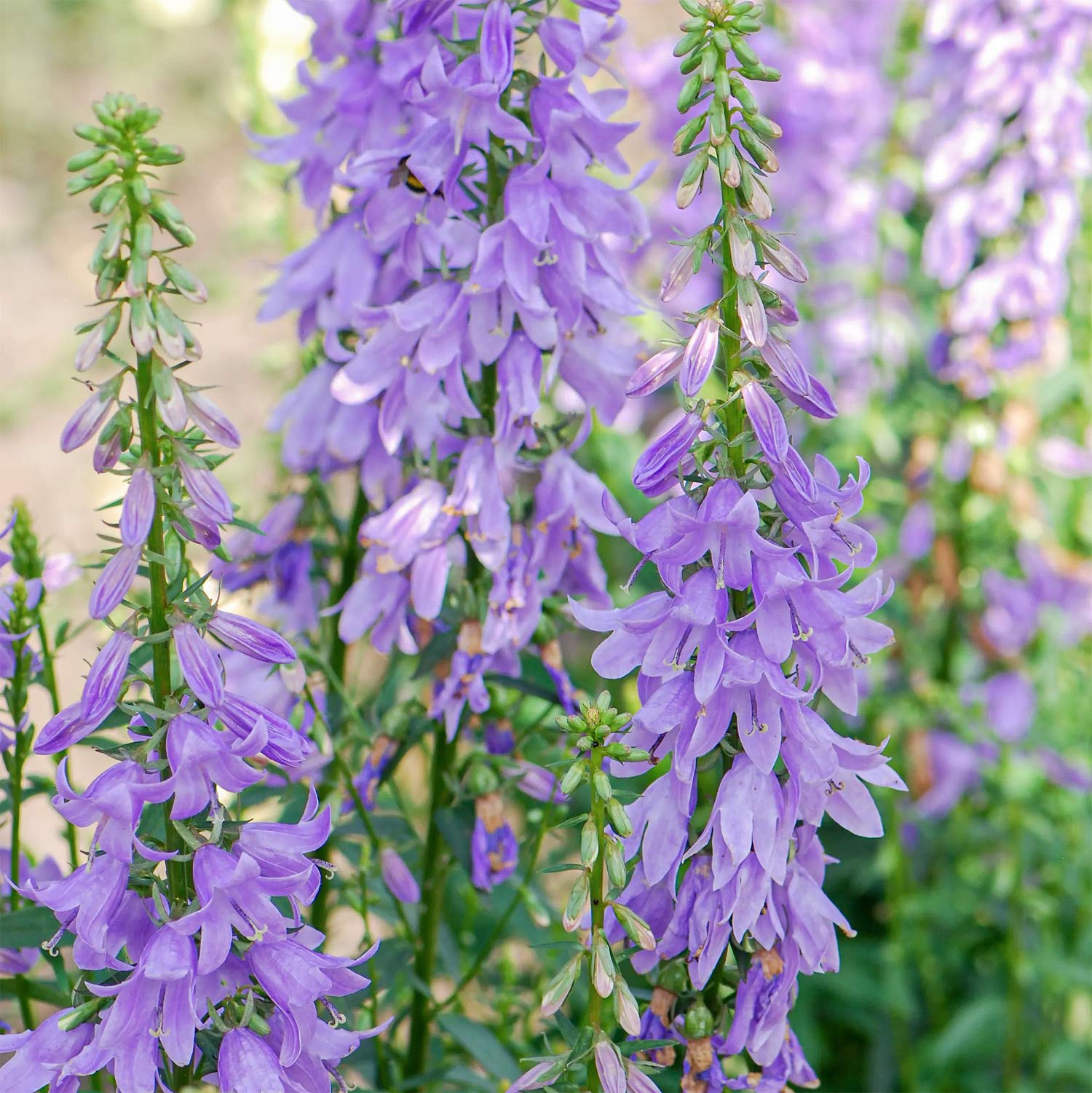 Adenophora 'Gaudi Violet'