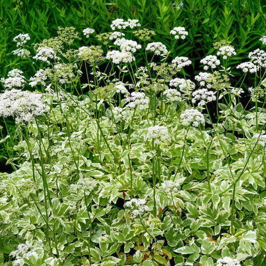 Aegopodium podagraria 'Variegatum'