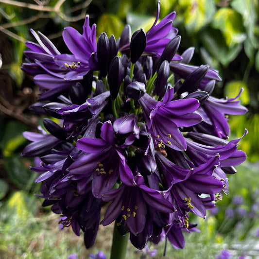 Agapanthus 'Black Jack'