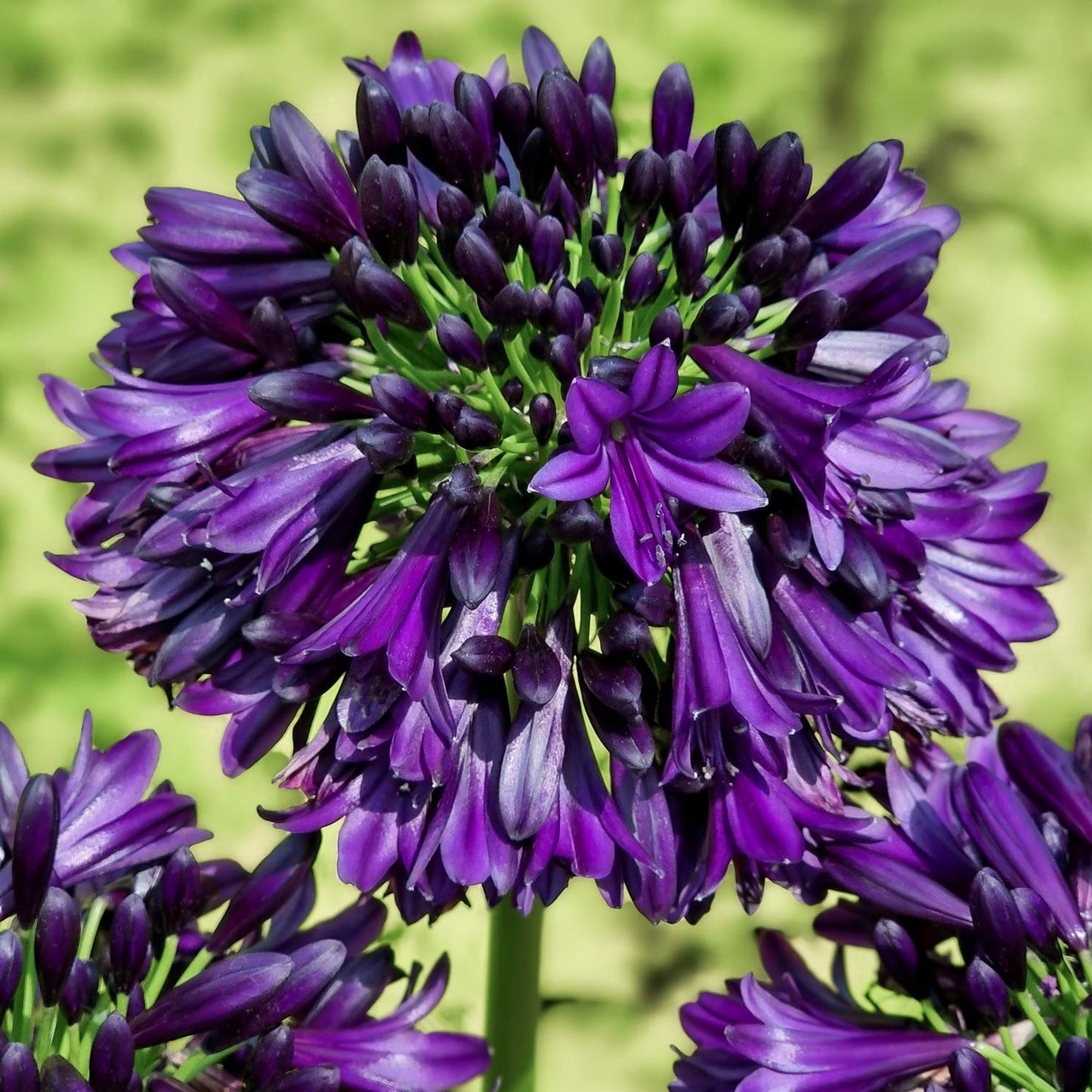 Agapanthus 'Black Jack'