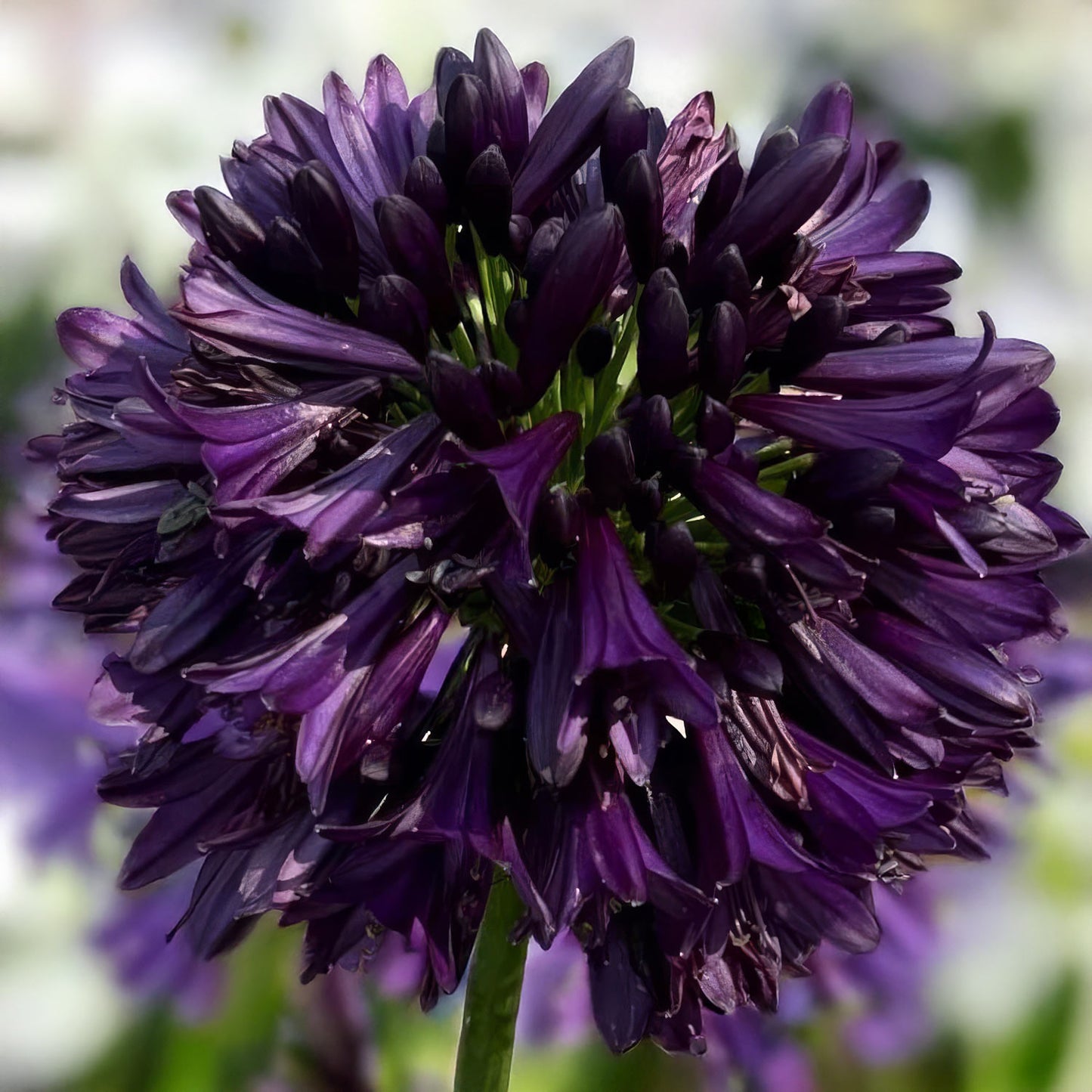 Agapanthus 'Black Jack'