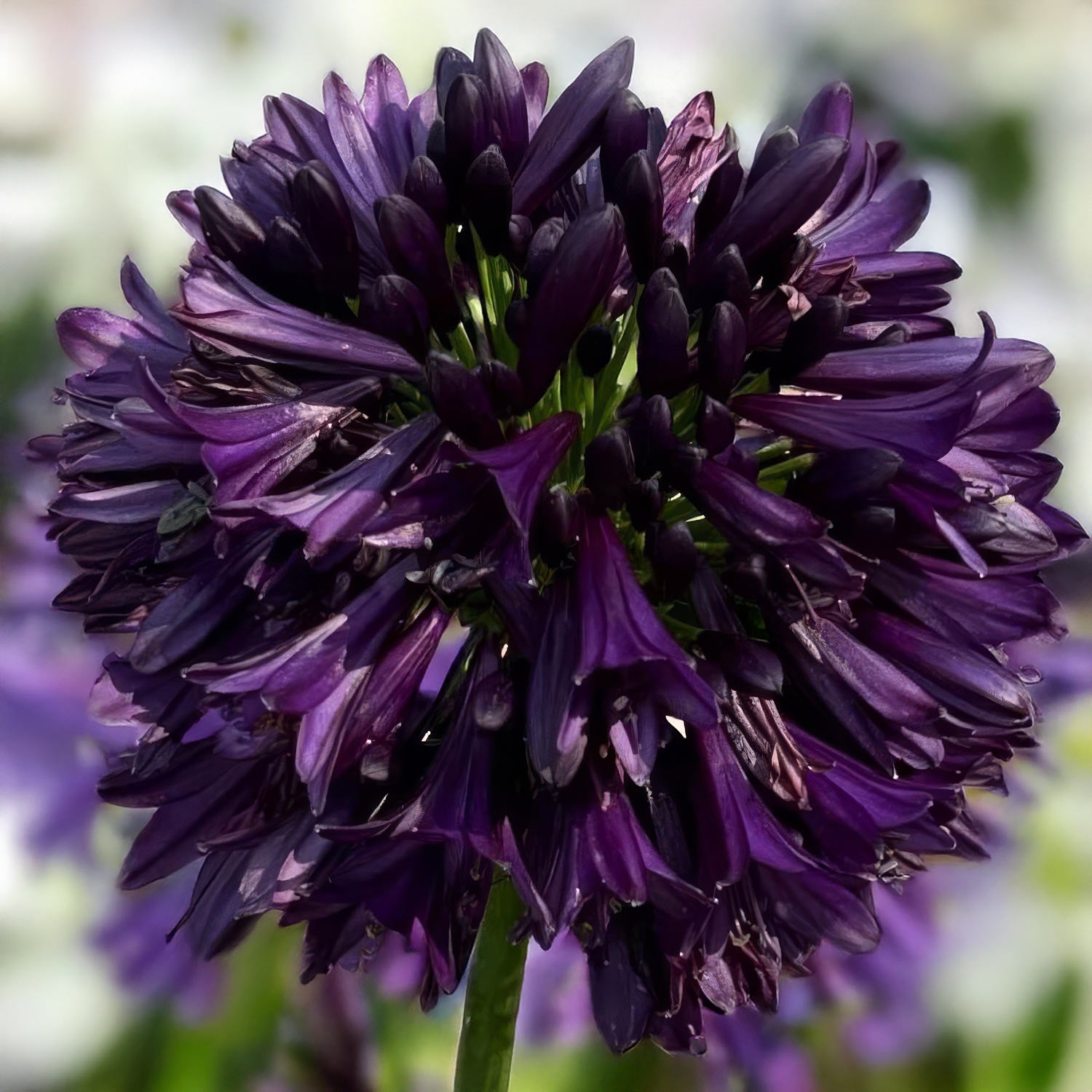 Agapanthus 'Black Jack'