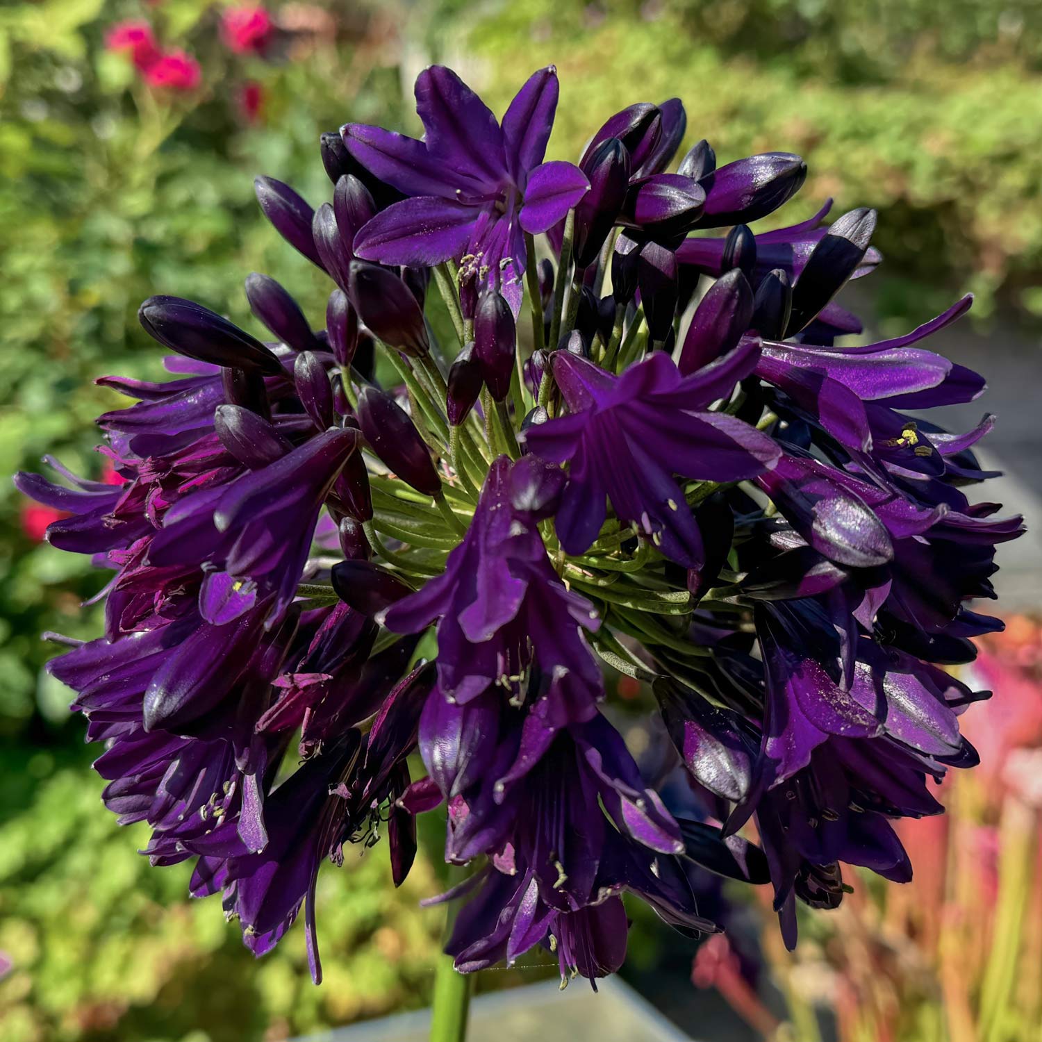 Agapanthus 'Black Jack'