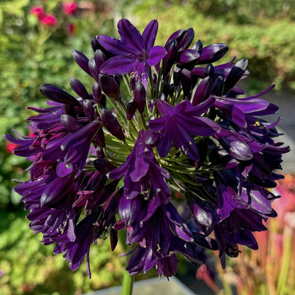 Agapanthus 'Black Jack'