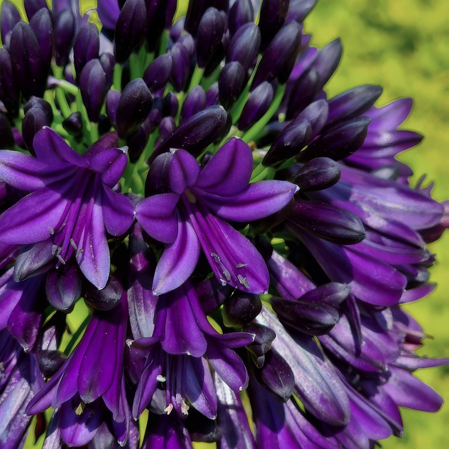 Agapanthus 'Black Jack'