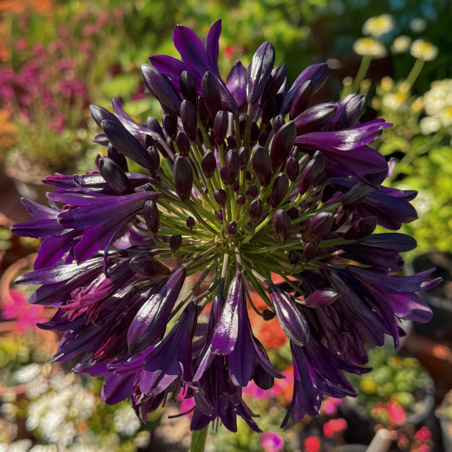 Agapanthus 'Black Jack'