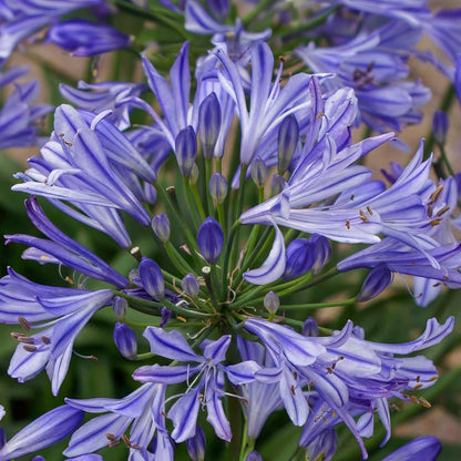 Agapanthus 'Charlotte'