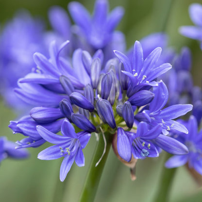 Agapanthus 'Pino'