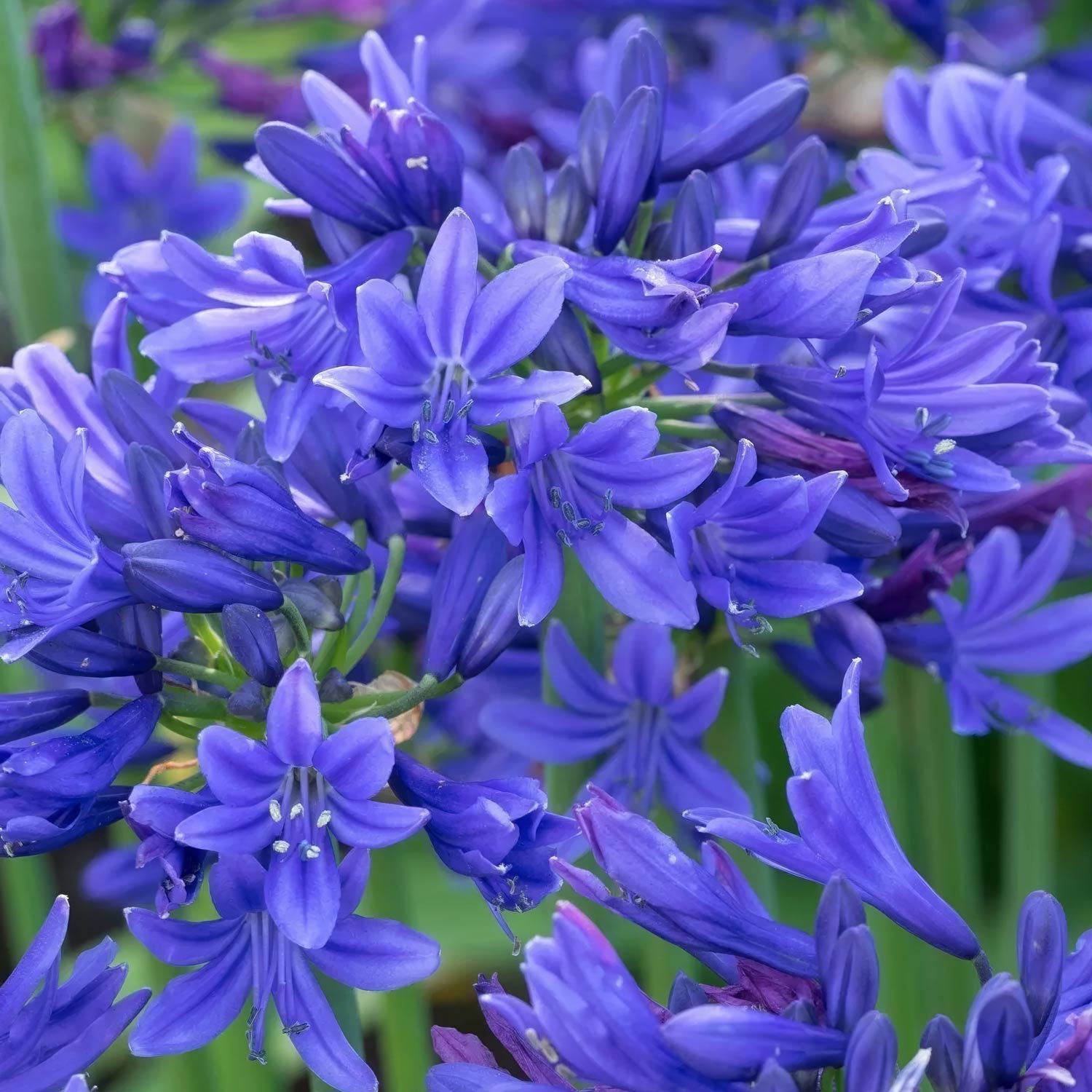 Agapanthus 'Pino'