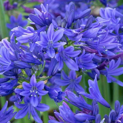 Agapanthus 'Pino'