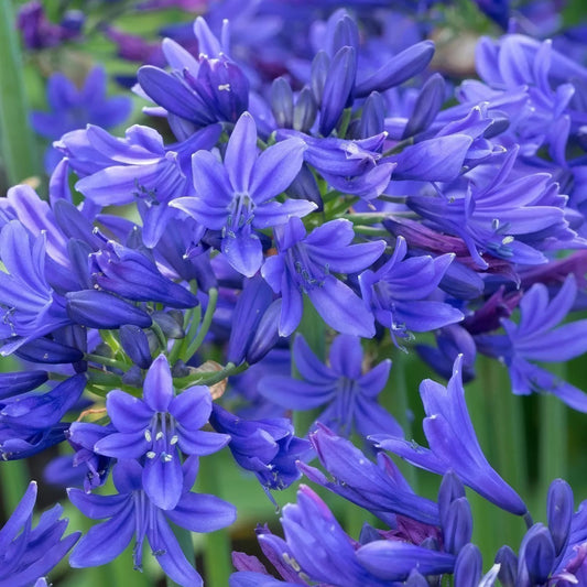Agapanthus 'Pino'