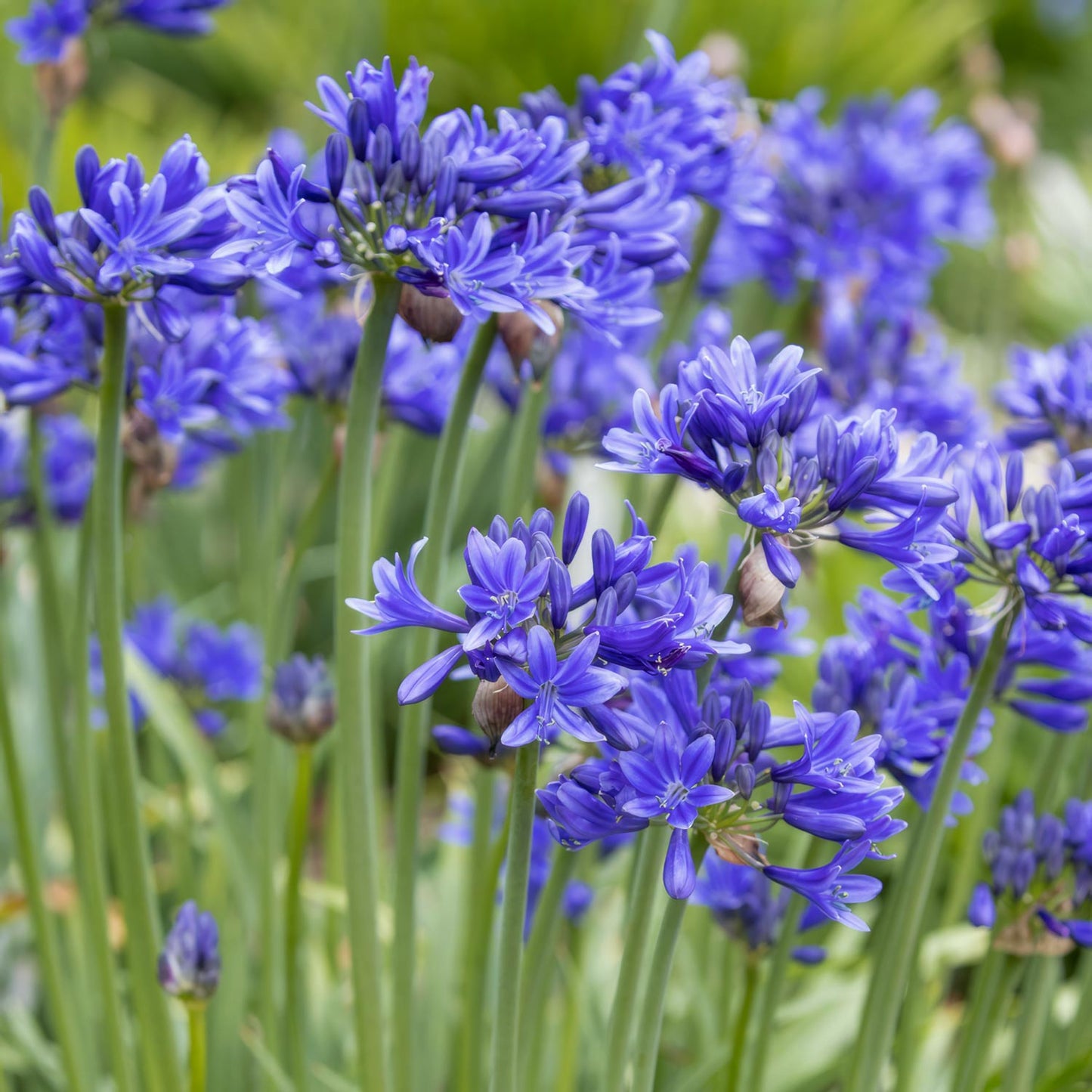 Agapanthus 'Pino'