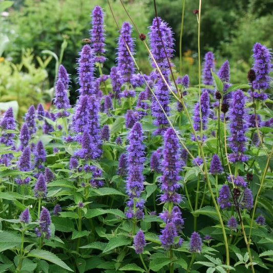 Agastache 'Black Adder'