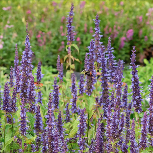 Agastache 'Little Adder'