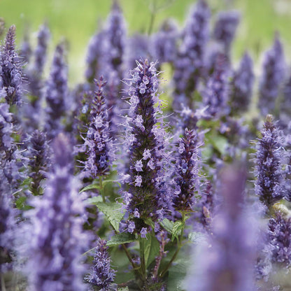 Agastache 'Little Adder'