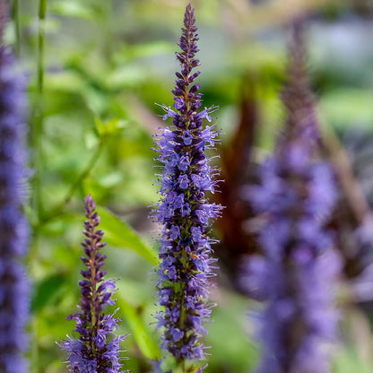 Agastache 'Little Adder'