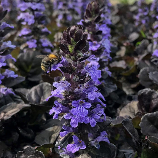 Ajuga reptans 'Black Scallop'