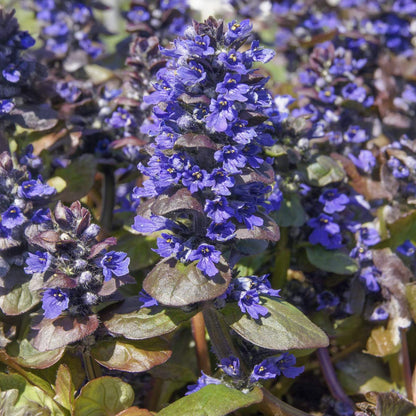 Ajuga reptans 'Catlin's Giant'