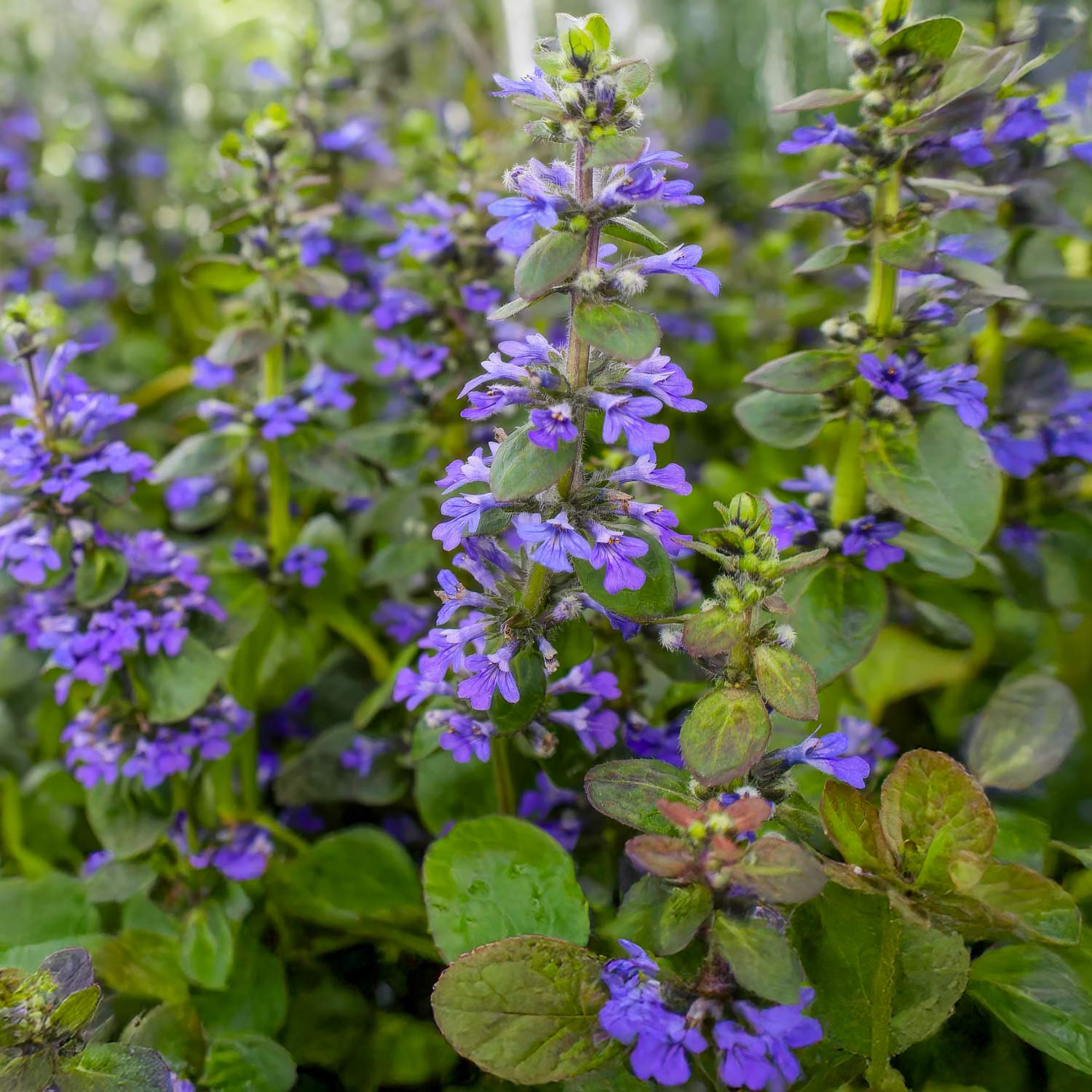 Ajuga reptans 'Catlin's Giant'