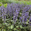 6 Plantas De Ajuga Reptans 'Catlin's Giant' - Cubresuelos Azul Perenne Para Jardín