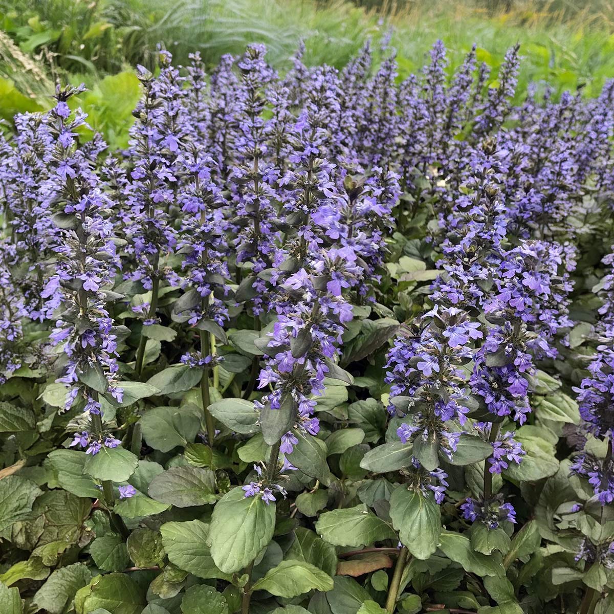 Ajuga reptans 'Catlin's Giant'