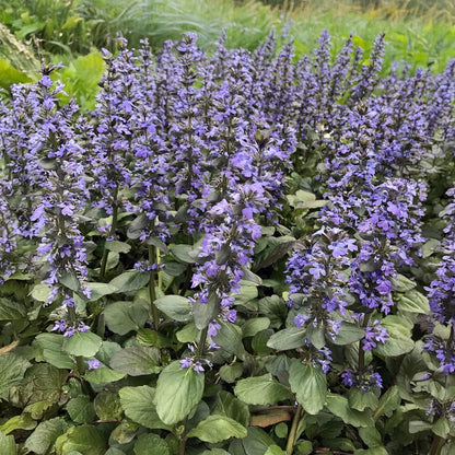 Ajuga reptans 'Catlin's Giant'