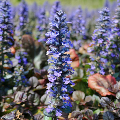 Ajuga reptans 'Catlin's Giant'