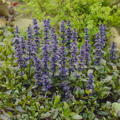 Ajuga reptans 'Catlin's Giant'