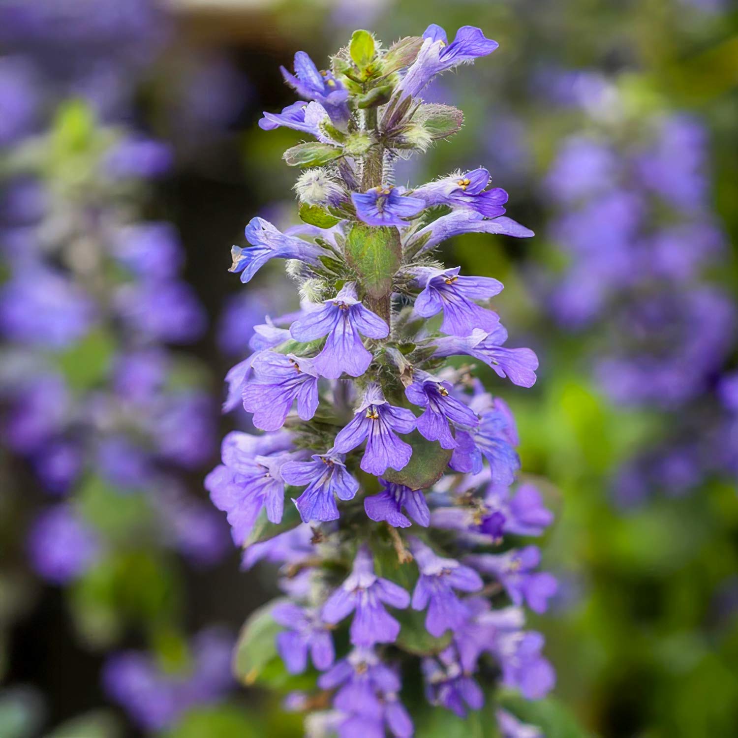 Ajuga reptans 'Catlin's Giant'