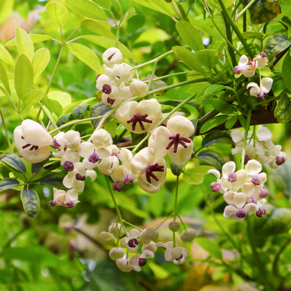 Akebia quinata Cream Form; Akebia quinata cream-flowered