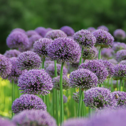 Allium 'Gladiator'