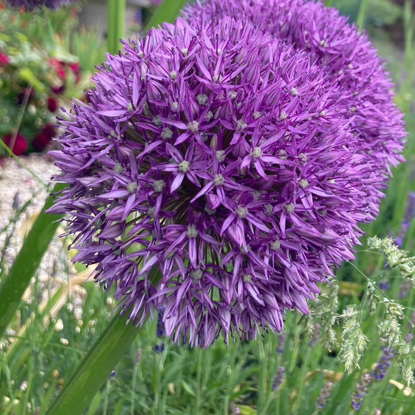 Allium 'Gladiator'. Close-up of a purple allium flower in a garden setting