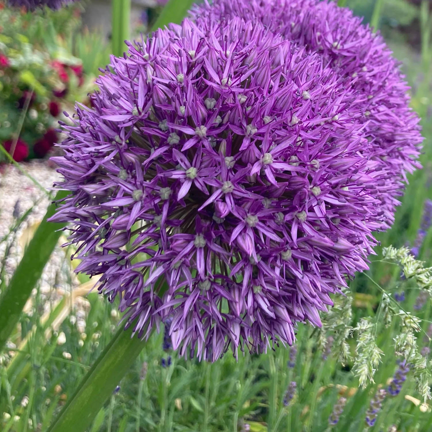 Allium 'Gladiator'. Close-up of a purple allium flower in a garden setting