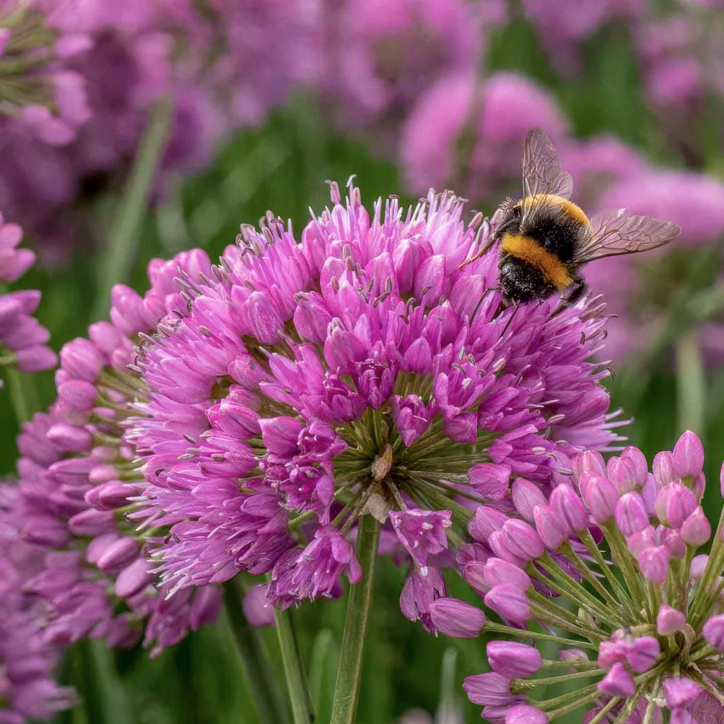 Allium 'Millennium'. A close-up of a bumblebee visiting a cluster of pink-purple allium flowers, with more flowers and green foliage blurred in the background.
