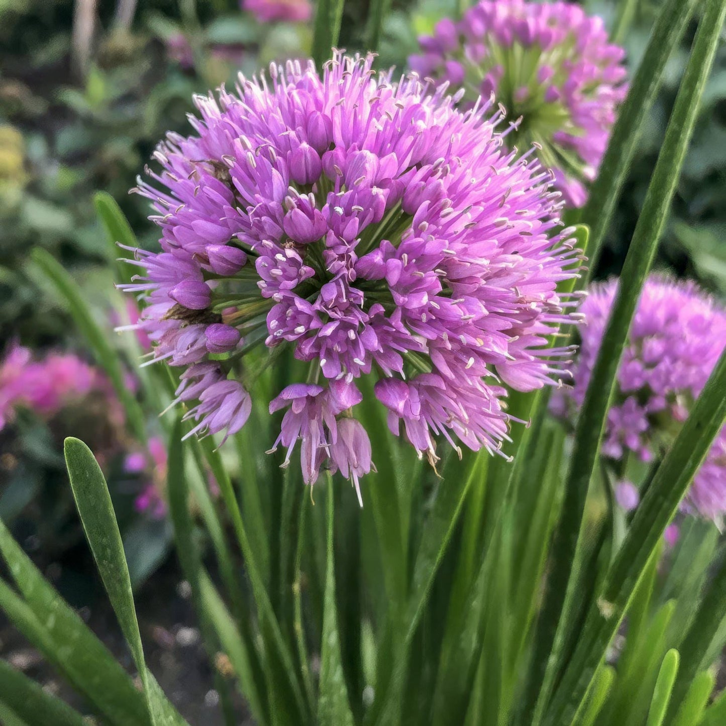 Allium 'Millennium'. A close-up of a rose-purple allium flower cluster with long green leaves in a garden setting.