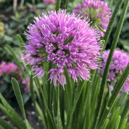 Allium 'Millennium'. A close-up of a rose-purple allium flower cluster with long green leaves in a garden setting.