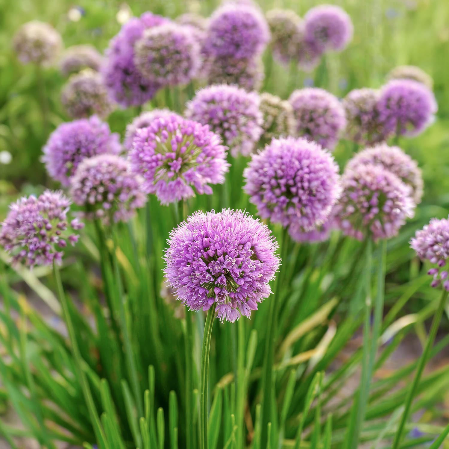Allium 'Millennium' Pink-purple allium flowers with long green leaves blooming in a garden setting.